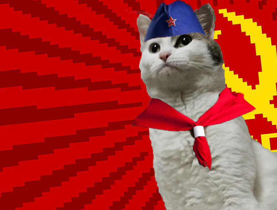 cat